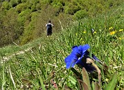 44 Gentiana clusii